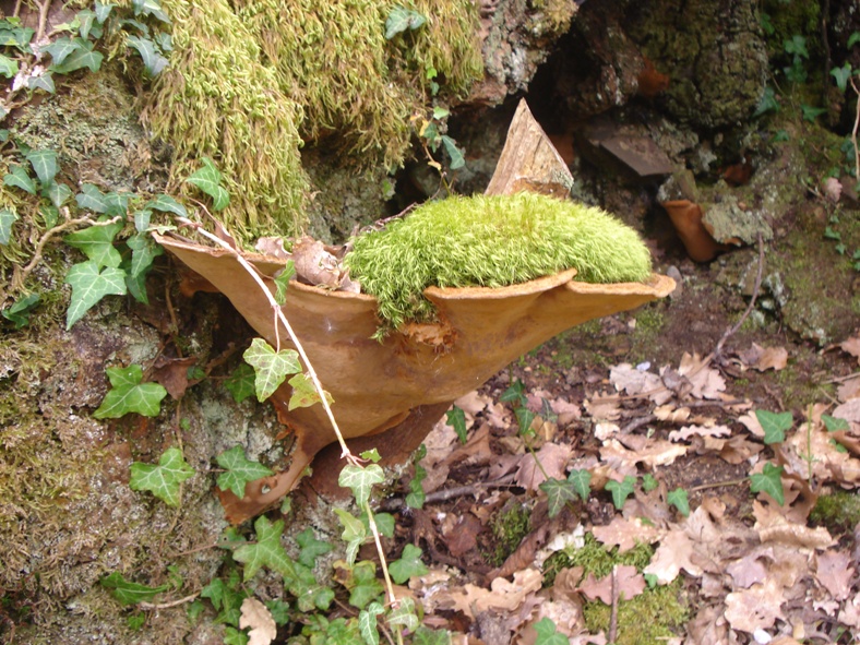 aiuto riconoscimento fungo